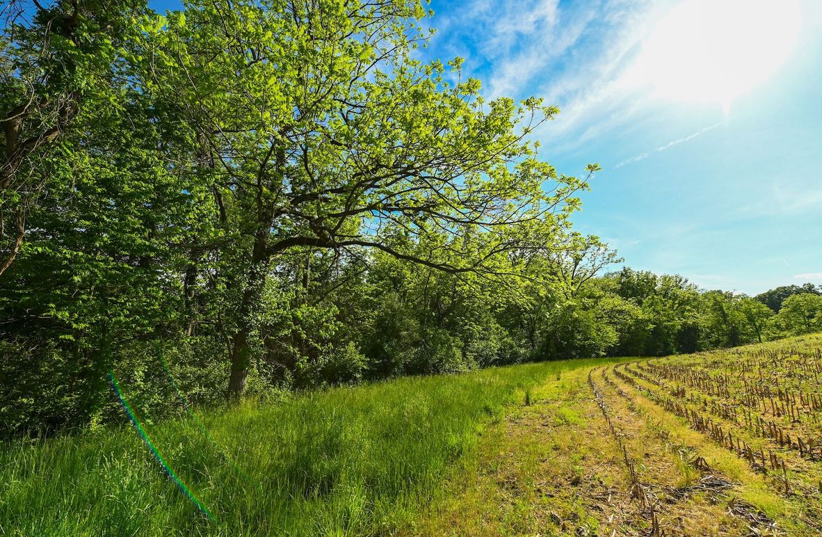 Copy of st clair 25 auction(1)