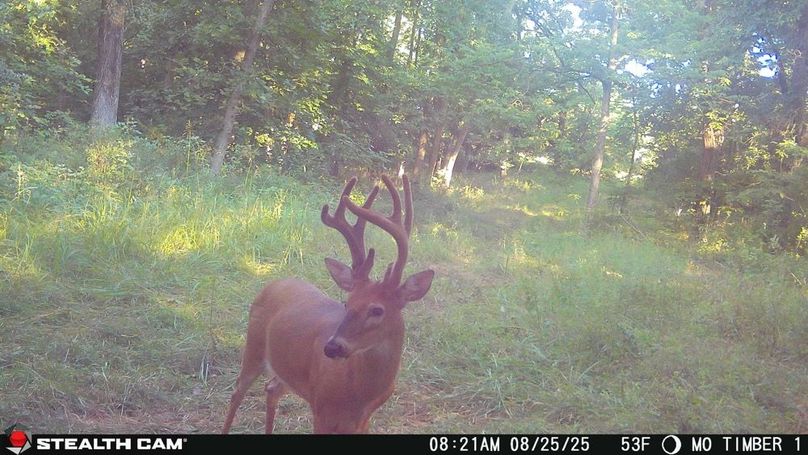 2025082508215601004498_ColorizationType.none