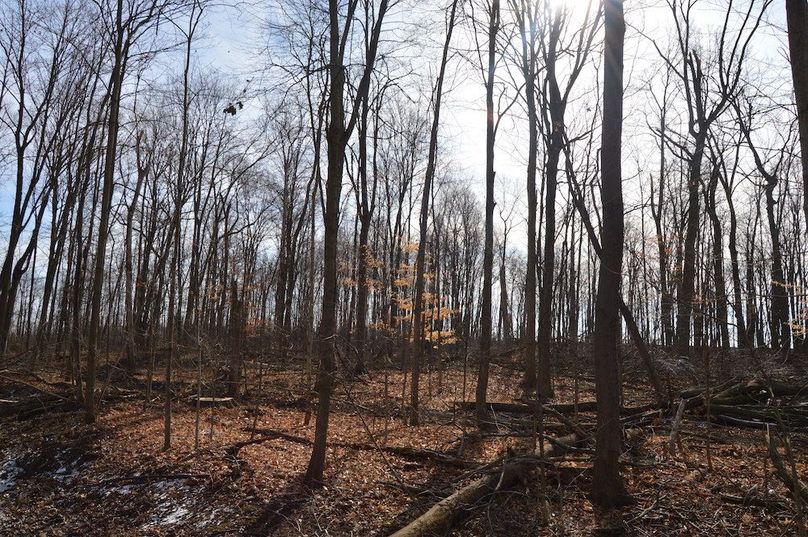 southern corner of woods