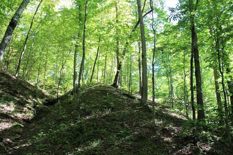 018 a shaded knob along the main valley creek