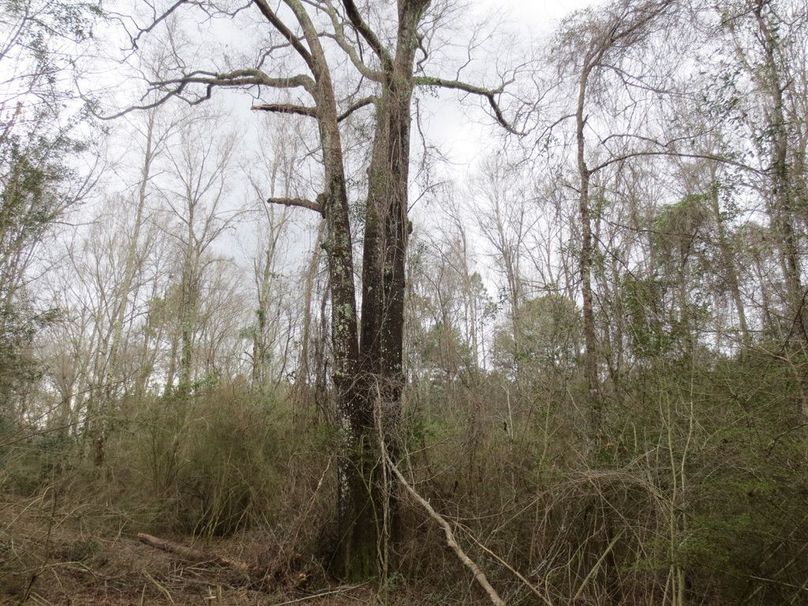 6F10E1A0-1A61-438B-90DF-17238E0D43AA_1_105_c