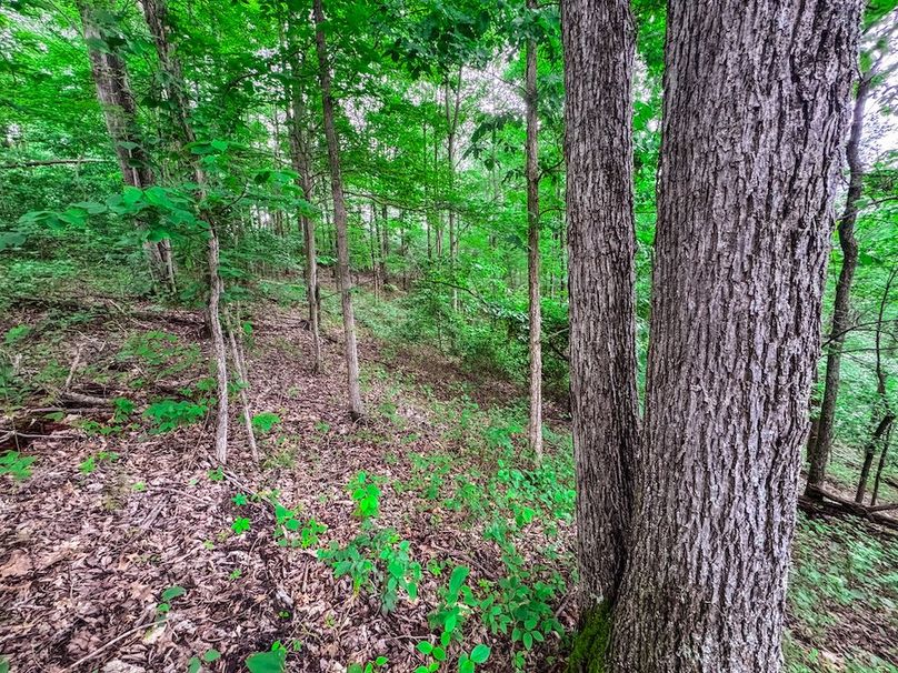 Tyler, WV 313.87 AC -28