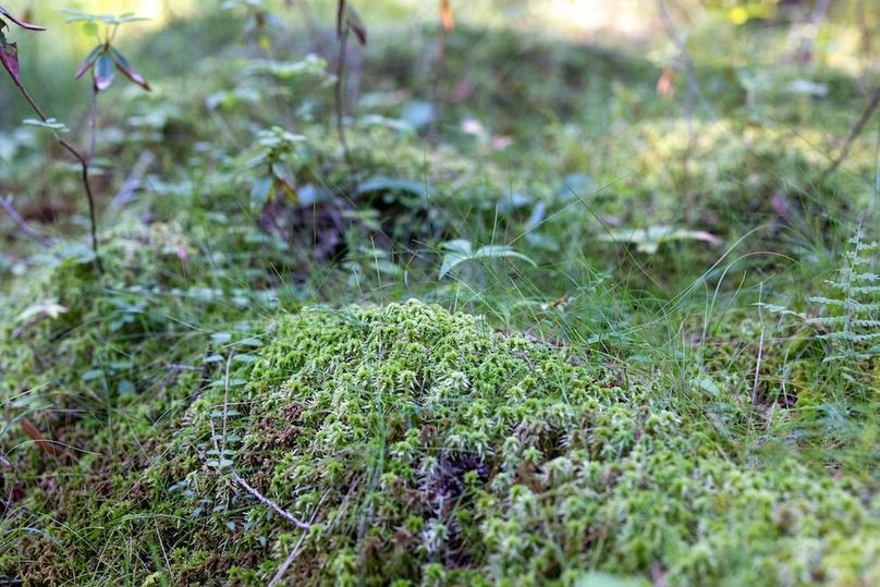 Mackinac 320 Copenhaver-92