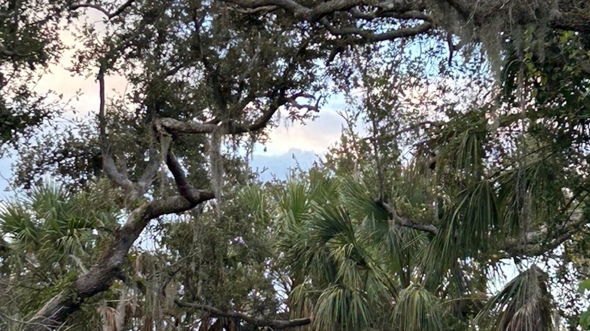 Peace River Shores Whitetail Properties