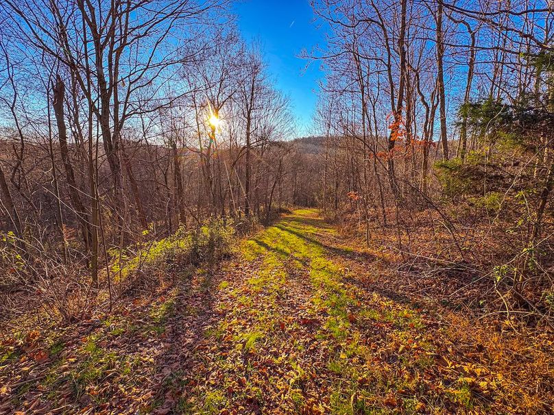 Pleasants_Wood 169.97 AC Cokeley-10