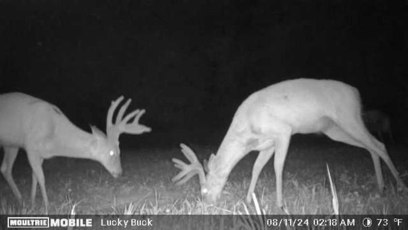 Trailcam12