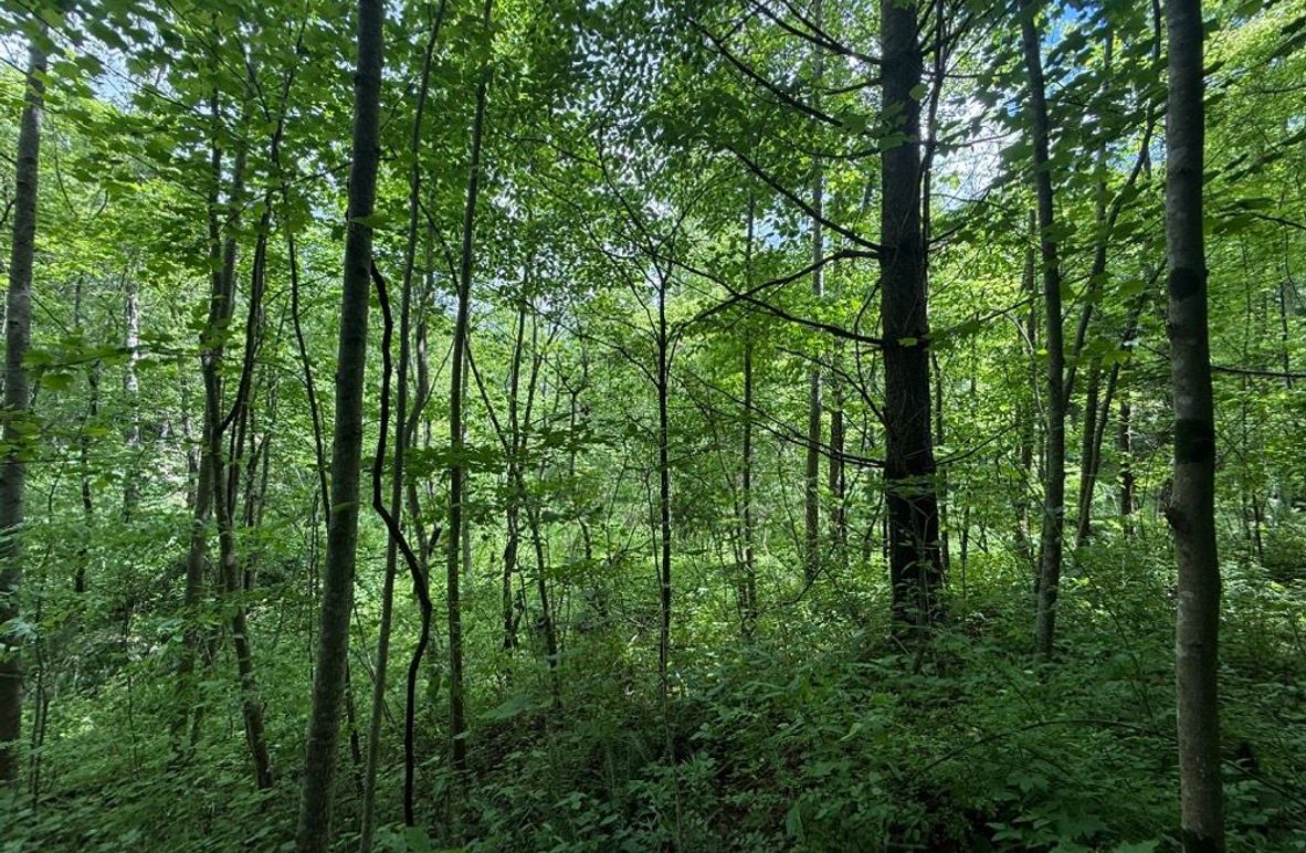 003 forested north facing slope