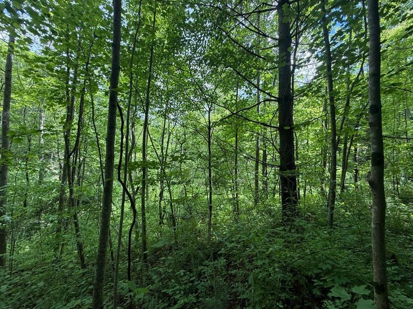 003 forested north facing slope