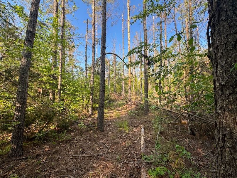 Tallahatchie 44 Newman (Crowden) Wide-9