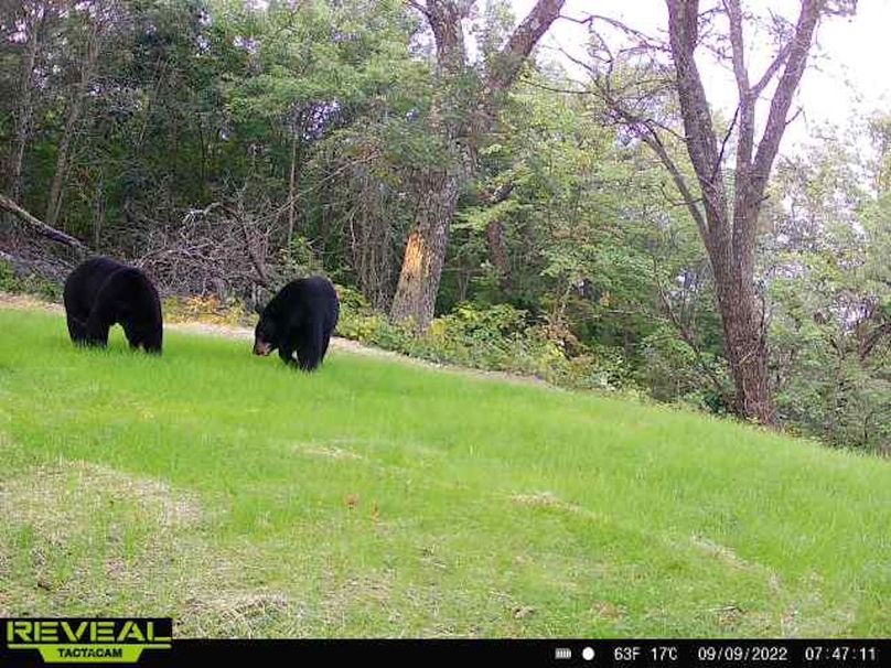 Jackson 178 Trailcam - 19