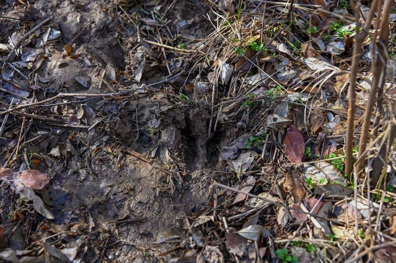 vandalia 450 (2)-1693