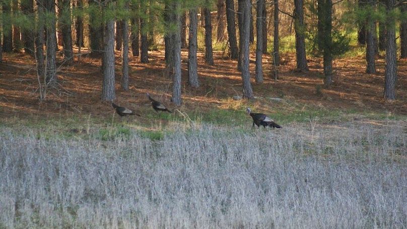 ducks bow turkey lawrence 2013 040