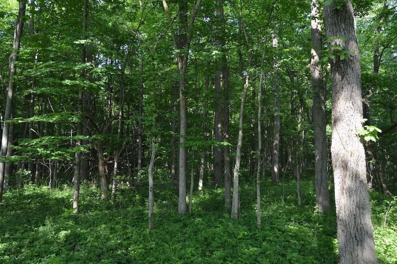 View of woods along east edge