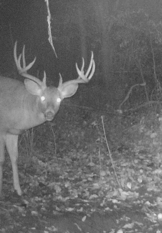 Clayton 20 Deer Tail Cam 13 1