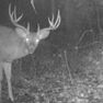 Clayton 20 Deer Tail Cam 13 1