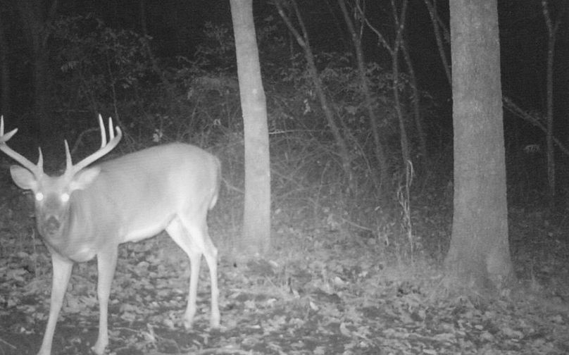 Clayton 20 deer tail cam 10