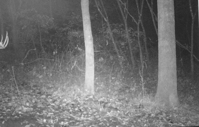 Clayton 20 deer tail cam 10 1