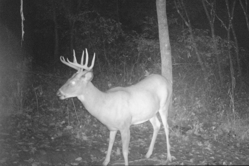 Clayton 20 deer tail cam 11