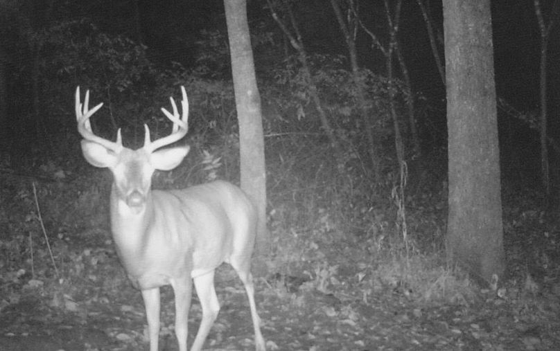 Clayton 20 deer tail cam 11 1