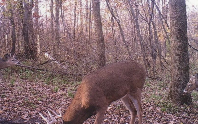 Clayton 20 deer tail cam 12