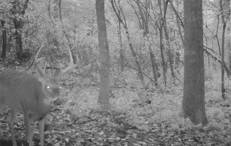 Clayton 20 deer tail cam 8