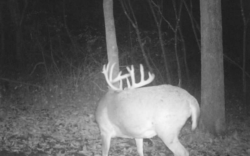 Clayton 20 deer tail cam 8 1