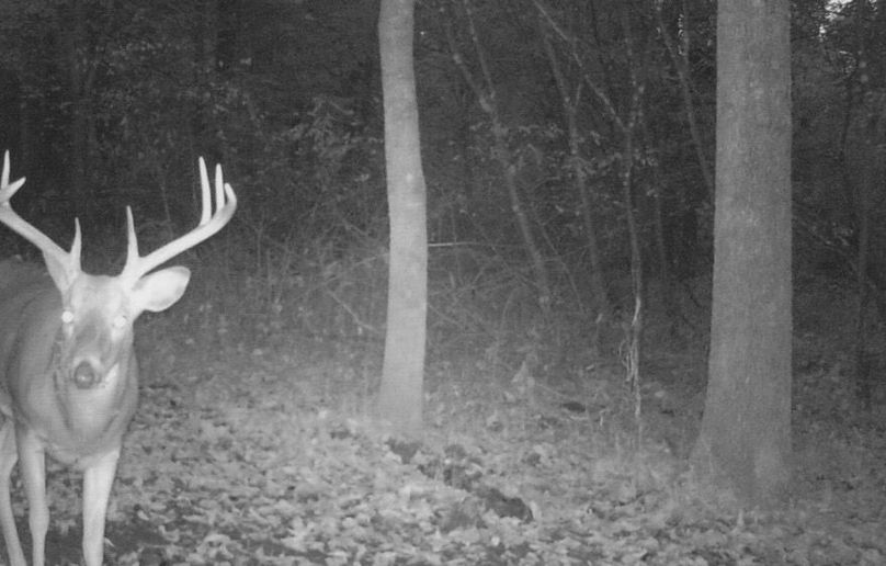 Clayton 20 deer tail cam 9