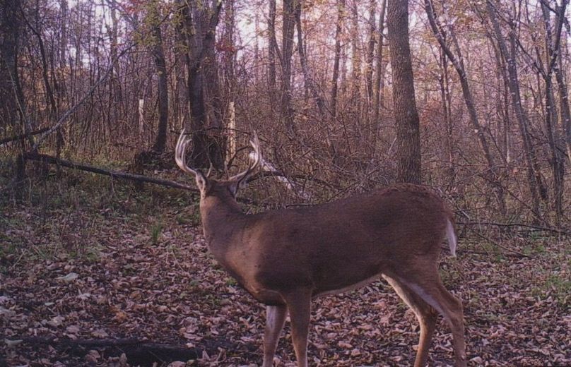 Clayton 20 deer trail cam 1