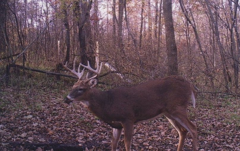 Clayton 20 deer trail cam 2