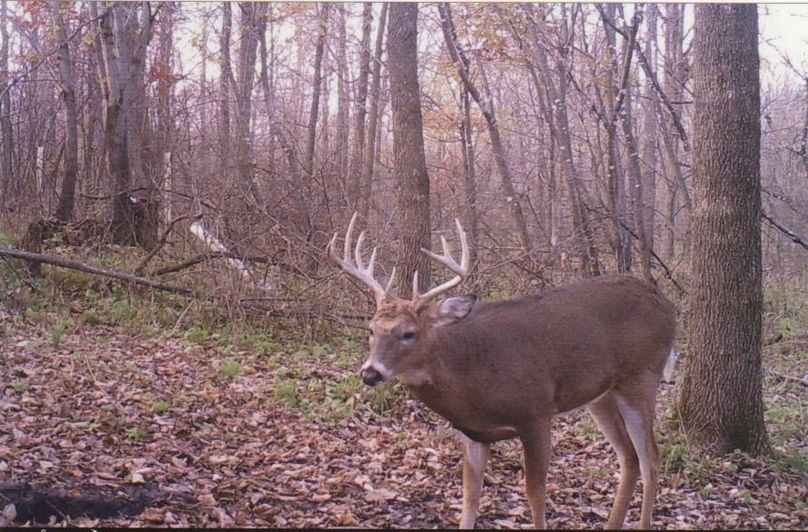 Clayton 20 deer trail cam 3