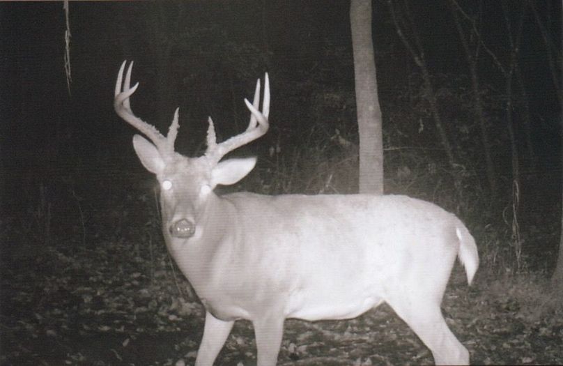 Clayton 20 deer trail cam 4