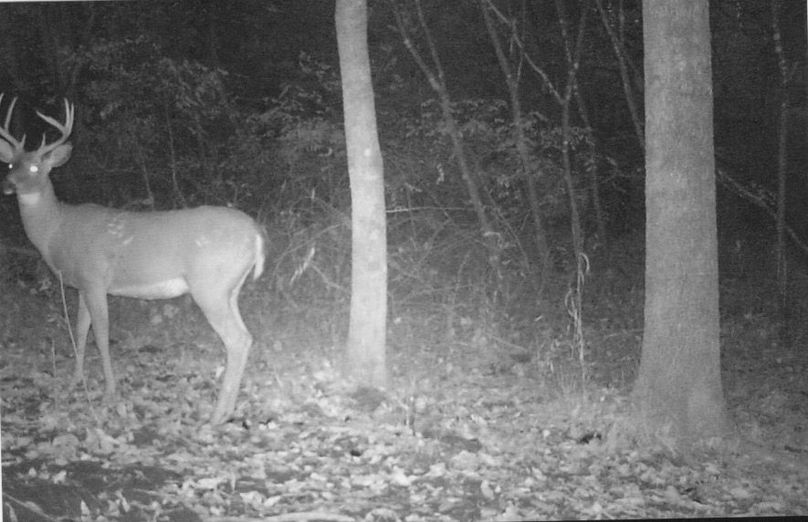 Clayton 20 deer trail cam 6