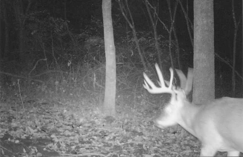 Clayton 20 deer trail cam 7