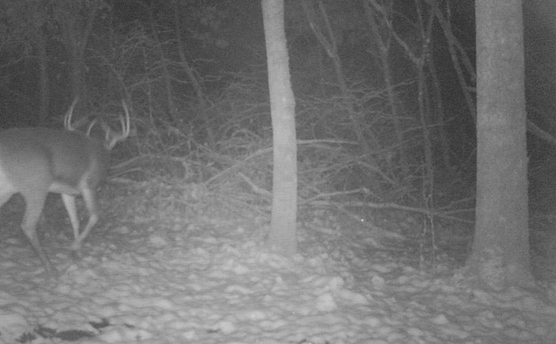 Clayton 20 deer trail cam 7 1