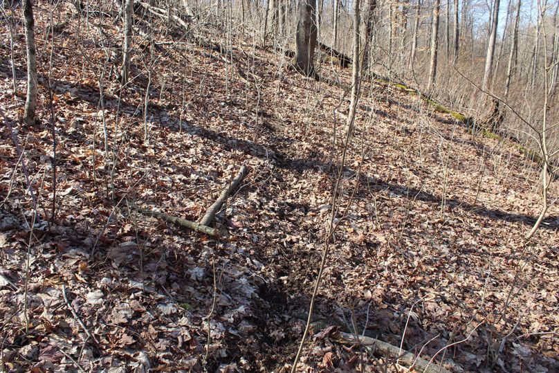 13-just one of the heavily traveled deer trails that are located throughout the property