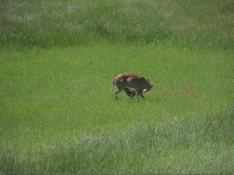 Nursing fawn in s. pasture (2)