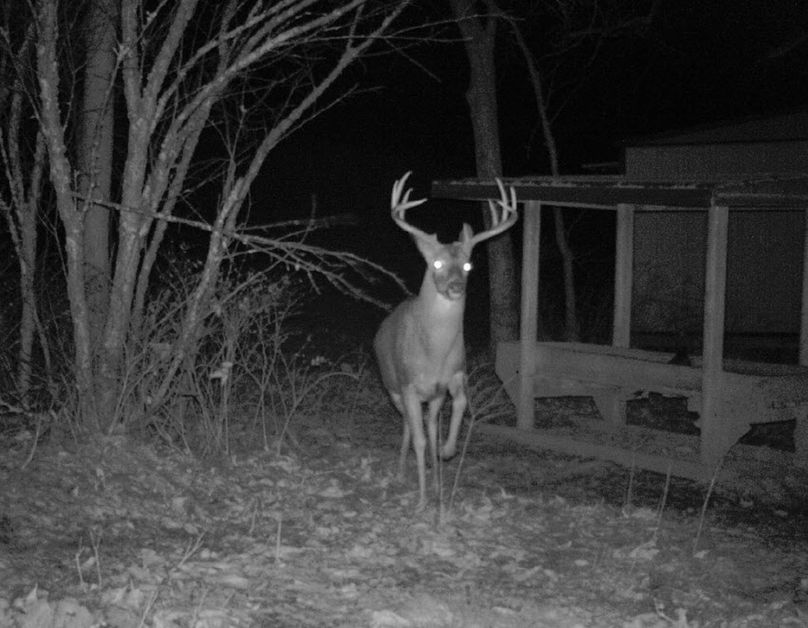 Buck at cattle feeder in s.w. hollow