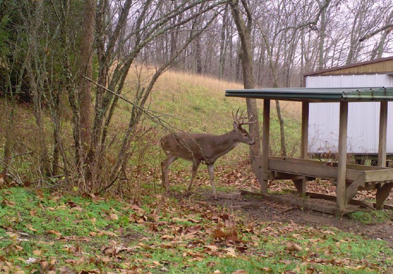 Buck at cattle feeder in sw hollow