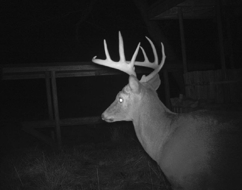 Big buck at s.w. hollow feeder