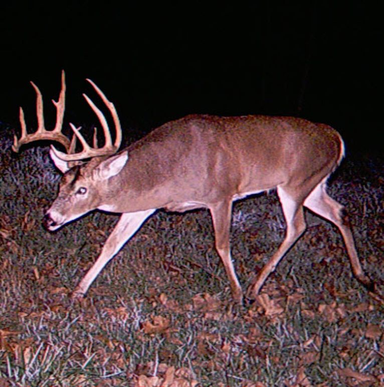 Game cam big buck s.w. hollow