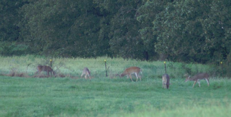 Group of bachelor bucks n. pasture