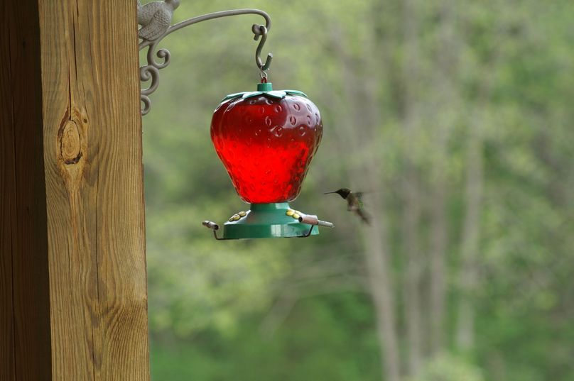 Hummingbirds at deck feeders (4)