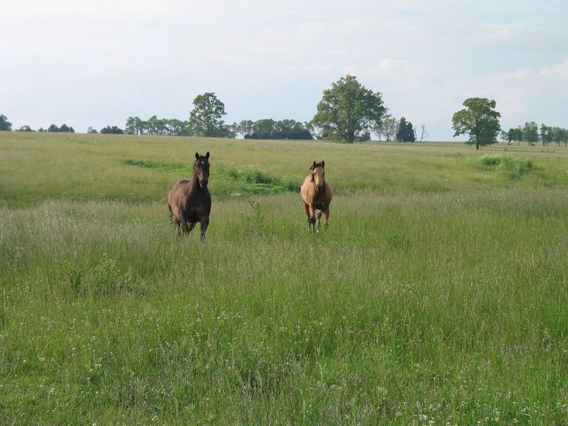 Hawk and doc sass running in pasture