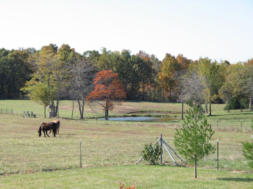 Horses in pasture (1)