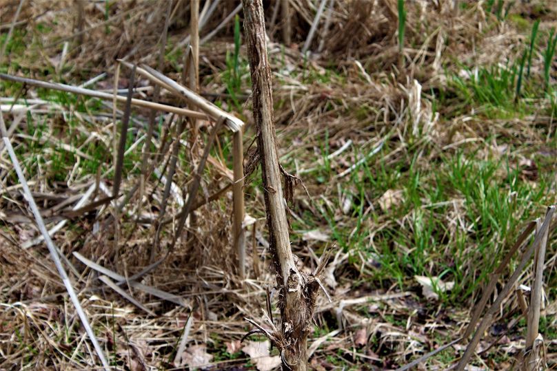 007 one of many deer rubs throughout the property