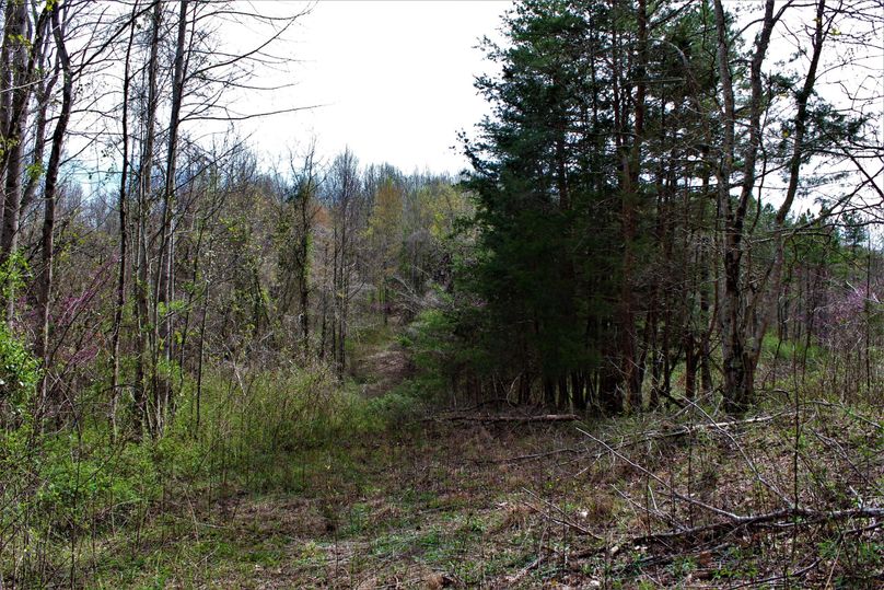 004 property line through the beautiful evergreens