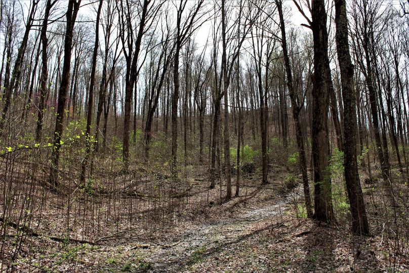 006 young timber with future potential