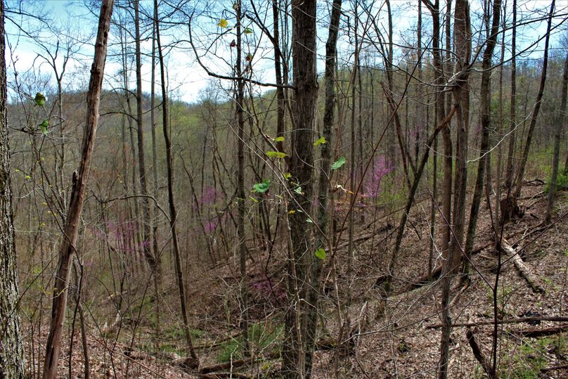 012 beautiful rosdebuds looking down in the southeast valley