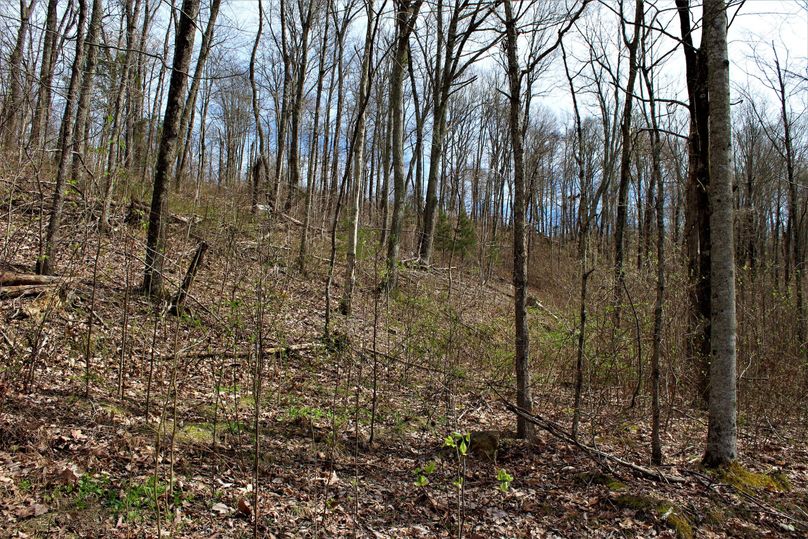 015 more young timber with great potential