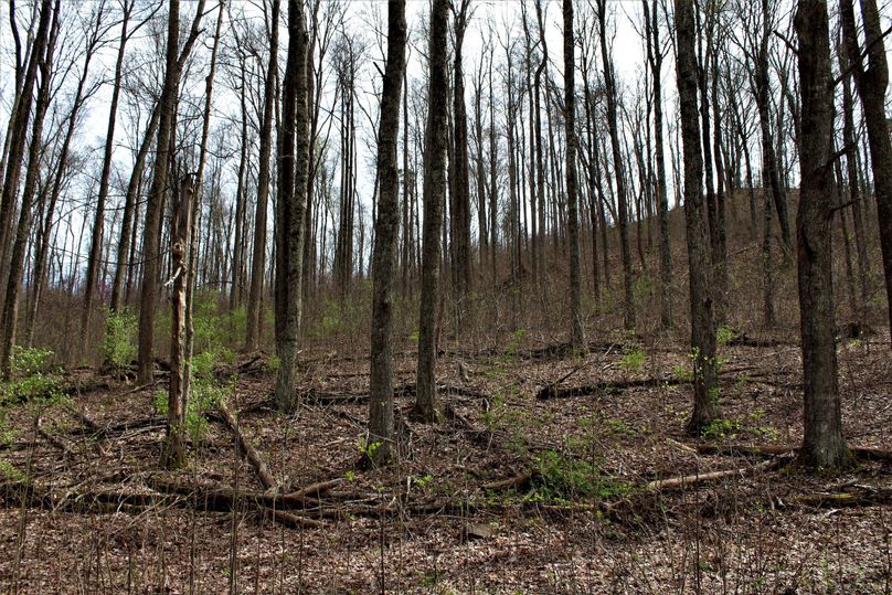 016 beautiful woodland looking west across the south boundary